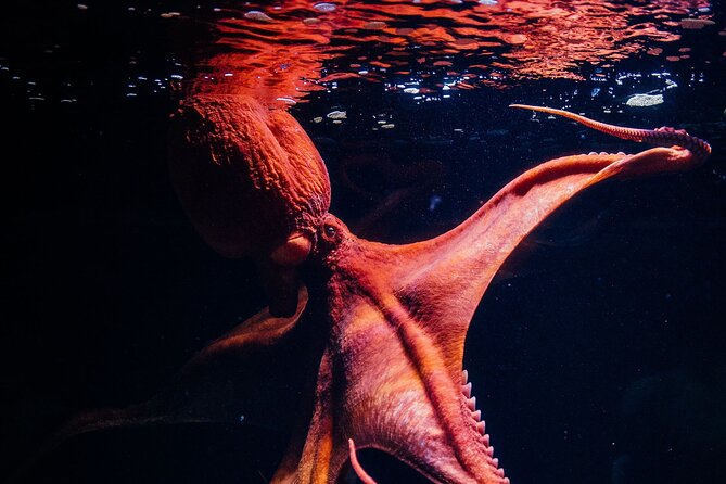 Lisbon Oceanario: Aquarium Entrance Ticket - Takashi Amano’s Forests Underwater and Submerged Universe add meaning