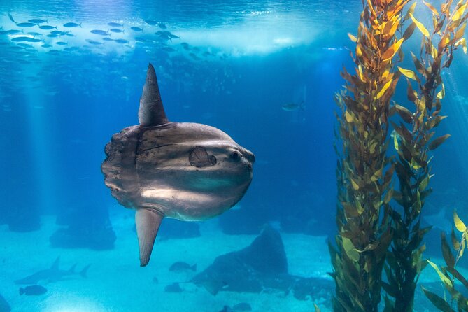 Lisbon Oceanario: Aquarium Entrance Ticket - Parque das Nacoes waterfront: an easy start, a cool indoor break