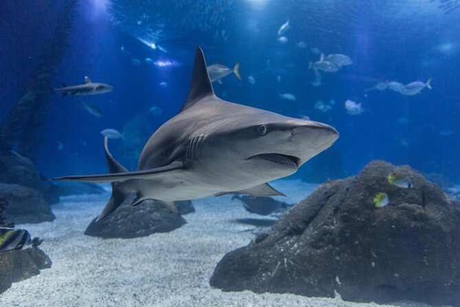 Lisbon Oceanario: Aquarium Entrance Ticket - Food, gift shops, and the practical reality of a 2–3 hour visit