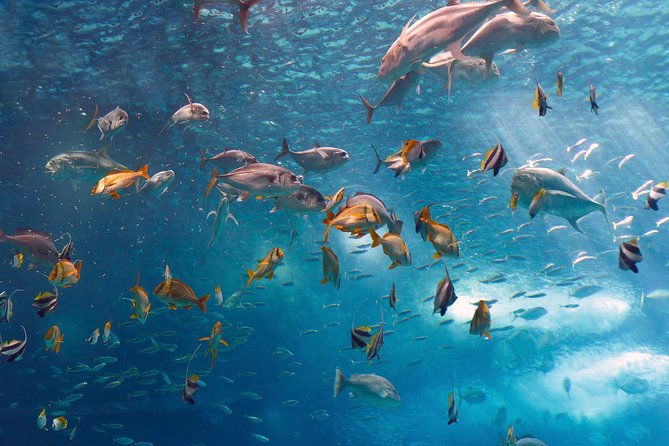 Lisbon Oceanarium and Belém and Modern Lisbon bus Hop On Hop Off Tours 48h - Oceanario de Lisboa: the 4-hour stop that actually feels like Lisbon