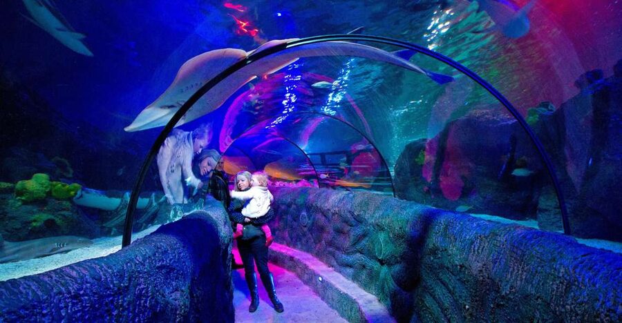 Loch Lomond: Sea Life Entrance Ticket - Key things I’d target first