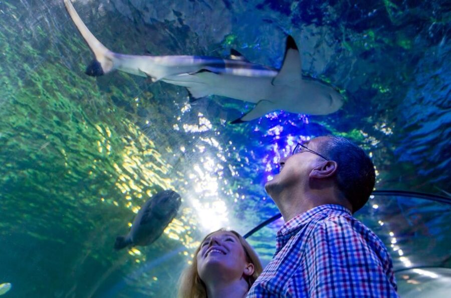 Loch Lomond: Sea Life Entrance Ticket - Interactive rock pool: the starfish moment is the best use of your time