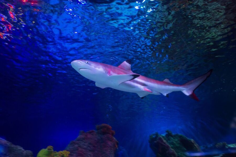 Loch Lomond: Sea Life Entrance Ticket - Lair of Claws: seabed predators and a smart kind of suspense