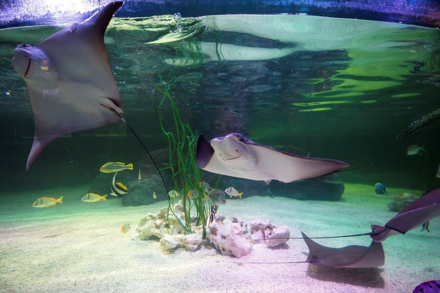 Loch Lomond: Sea Life Entrance Ticket - Tropical ocean tunnel: the “face-to-face” layout you’re paying for