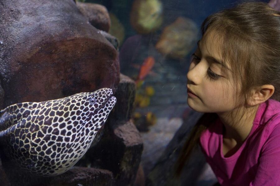 Loch Lomond: Sea Life Entrance Ticket - Your route through the aquarium: from touchable rock pool to shark tank