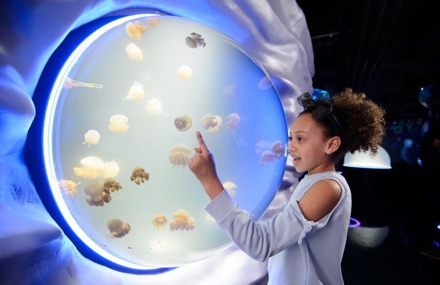 London: Madame Tussauds, SEA LIFE and London Dungeon Entry - Key takeaways before you go