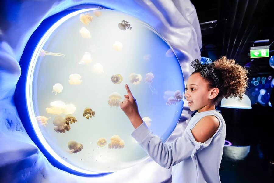 London: SEA LIFE Entry Ticket - The suspended glass shark platform: the moment that makes the ticket feel worth it