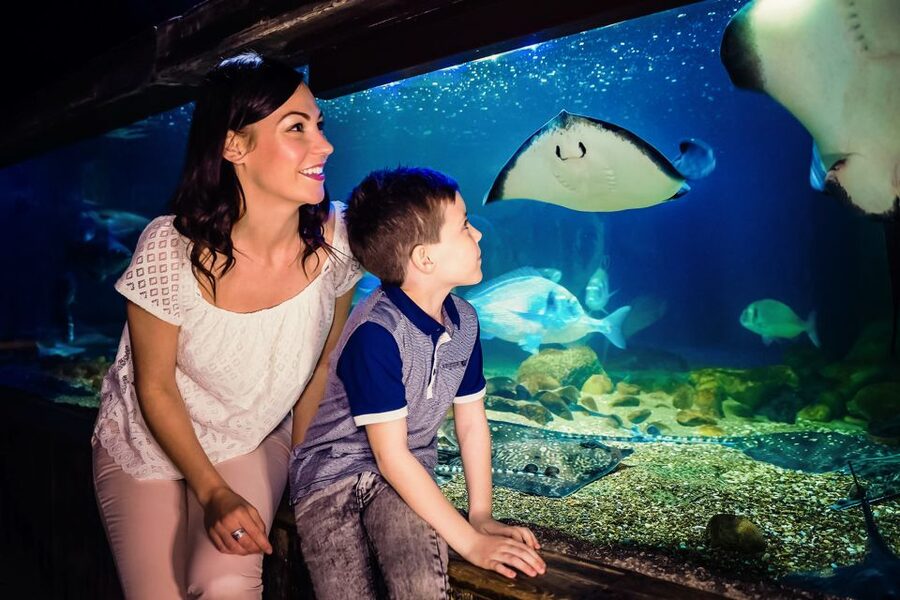 London: SEA LIFE Entry Ticket - Rainforest Adventure with Ranger Andy: the Amazon storm storyline and critter chaos