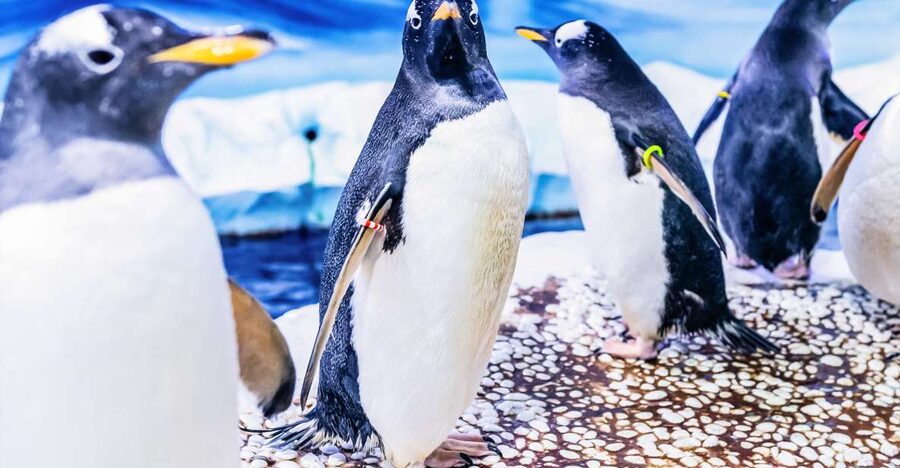 London: SEA LIFE Entry Ticket - Should you book SEA LIFE London?