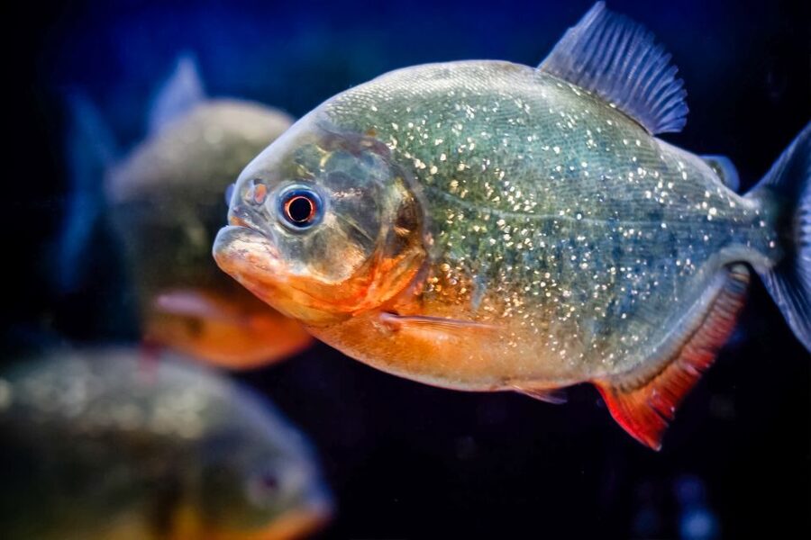 London: SEA LIFE Entry Ticket - The walk-under tropical ocean: face-to-fin time with colourful fish