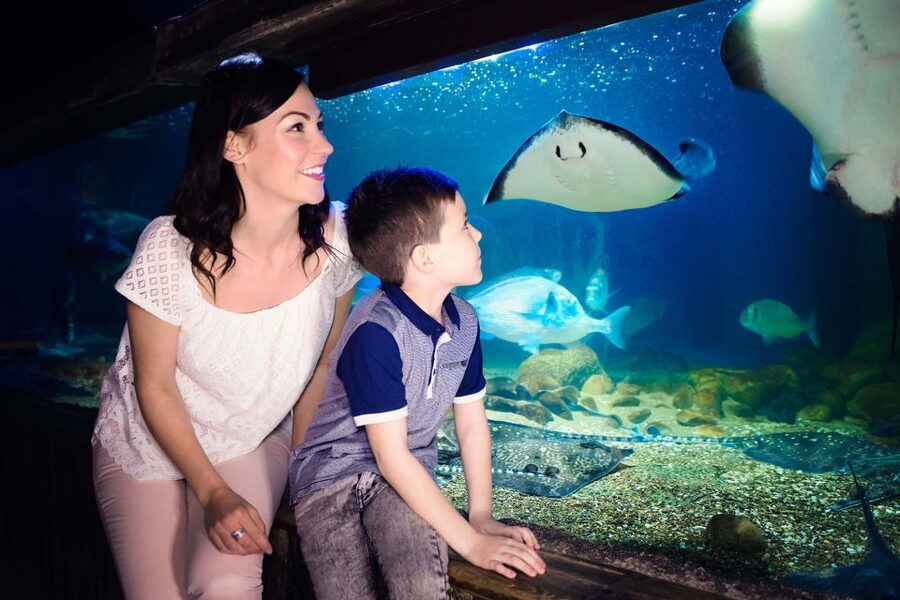 London: SEA LIFE & London Eye Combo Ticket - Should You Book This SEA LIFE and London Eye Combo Ticket?