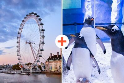 London: SEA LIFE & London Eye Combo Ticket - SEA LIFE London Aquarium Entry: Your Underwater Route Starts on Time