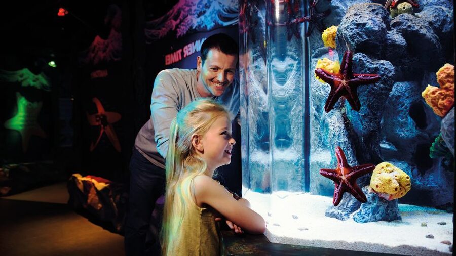 London: SEA LIFE & London Eye Combo Ticket - Price Value for $66: When the Combo Actually Feels Like a Deal