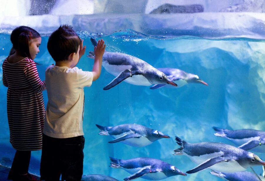 London: SEA LIFE & London Eye Combo Ticket - Who This Combo Ticket Is Best For