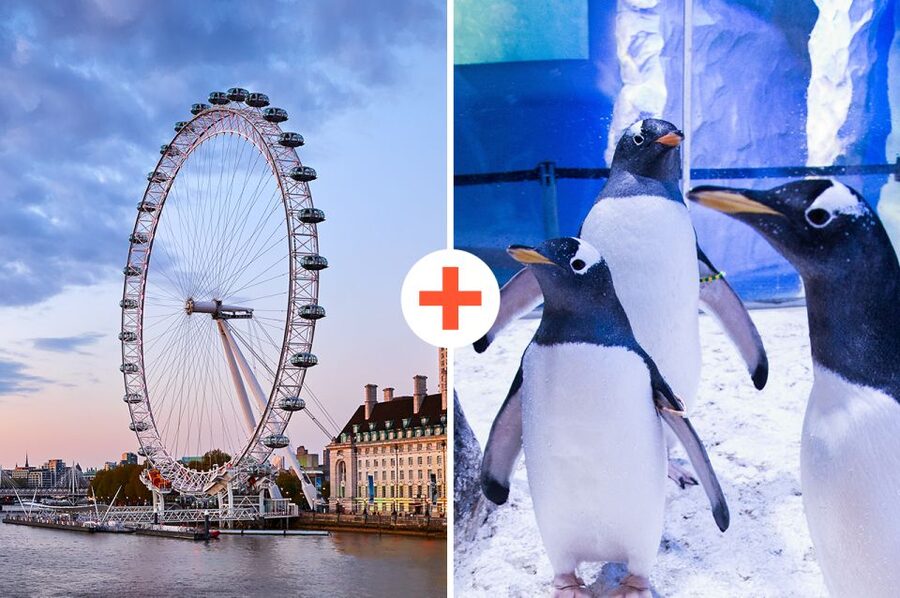 London: SEA LIFE & London Eye Combo Ticket - SEA LIFE London Aquarium Entry: Your Underwater Route Starts on Time