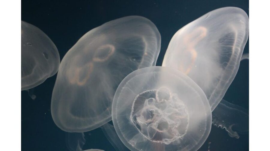 Los Angeles: Heal The Bay Aquarium in Santa Monica - Key things you’ll notice at Heal The Bay Aquarium