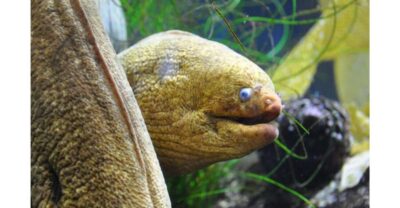 Los Angeles: Heal The Bay Aquarium in Santa Monica - Price and value: what $10 gets you (and what it doesn’t)