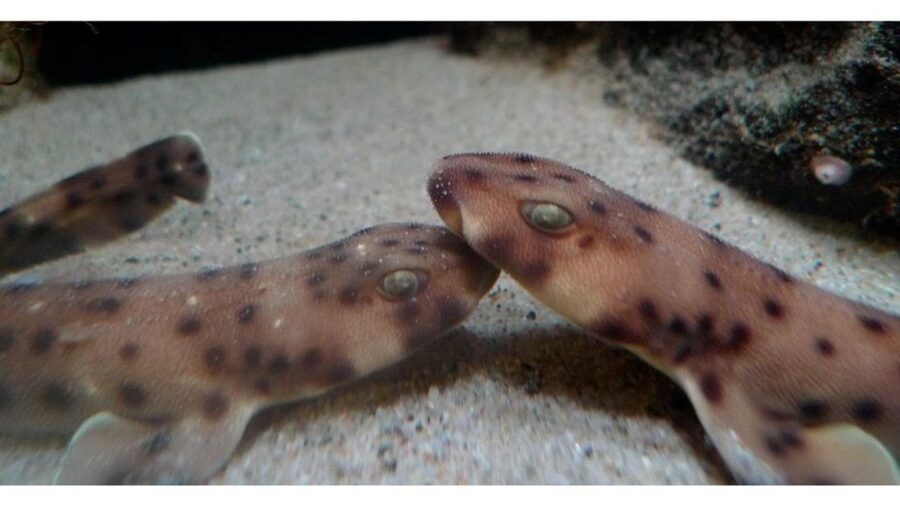 Los Angeles: Heal The Bay Aquarium in Santa Monica - Your first walk-through: how the space shapes the experience
