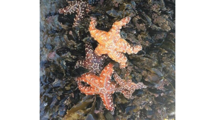 Los Angeles: Heal The Bay Aquarium in Santa Monica - The touch tanks: the highlight that makes this worth it