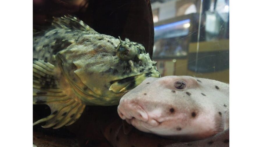 Los Angeles: Heal The Bay Aquarium in Santa Monica - Seeing eels being fed: a small moment that changes your whole visit