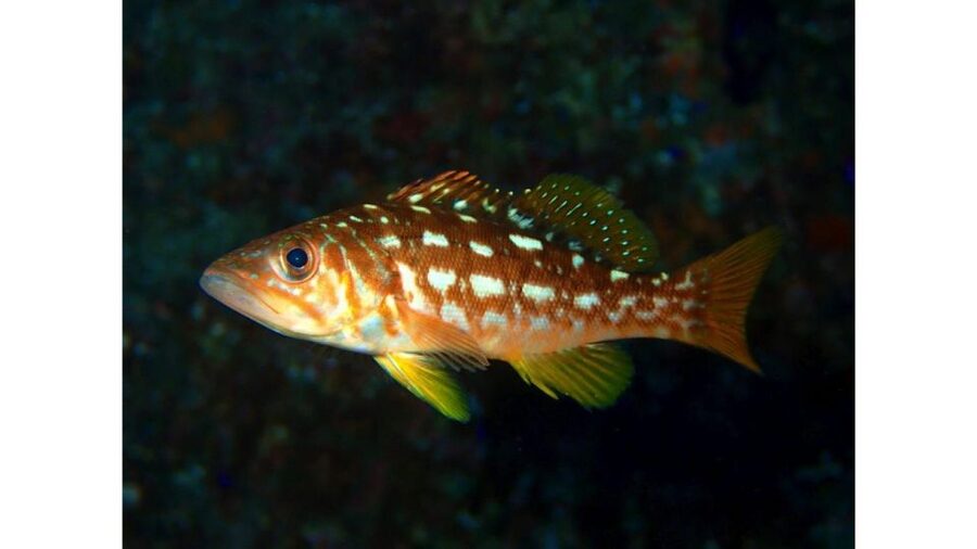 Los Angeles: Heal The Bay Aquarium in Santa Monica - Conservation education: what you take away after the lights go out