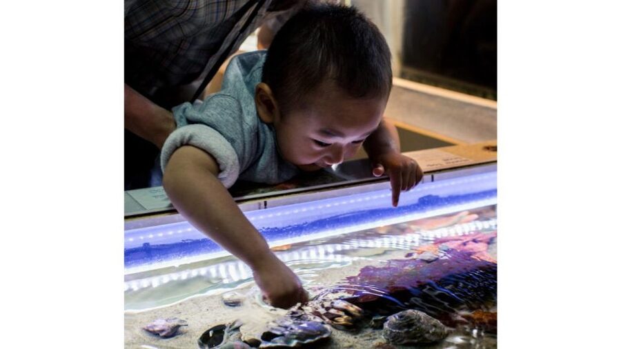 Los Angeles: Heal The Bay Aquarium in Santa Monica - How to pair your visit with a Santa Monica Pacific walk