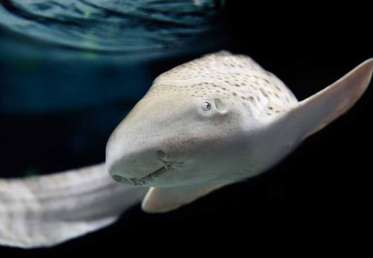 Lyon: Aquarium Entrance Ticket - Key Points