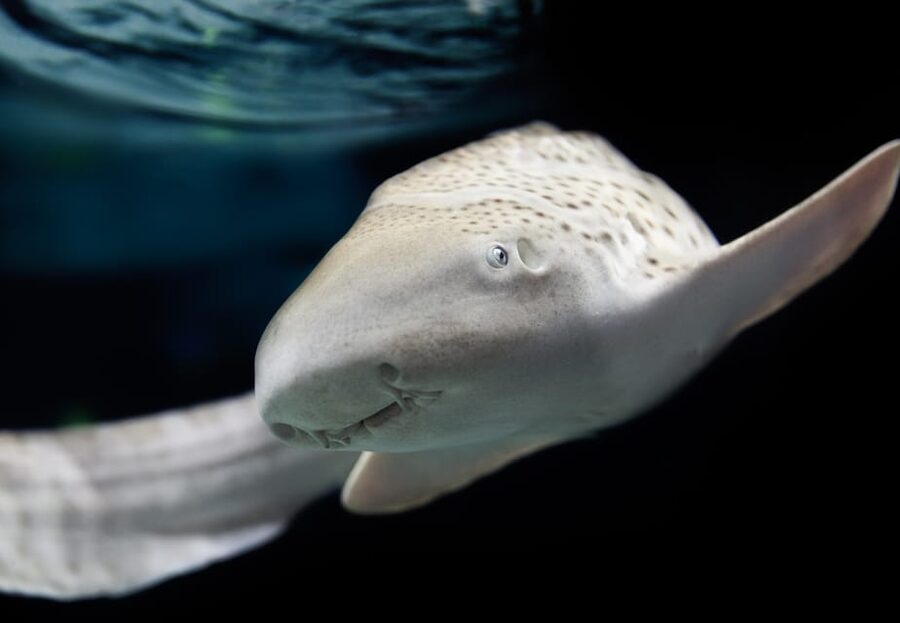 Lyon: Aquarium Entrance Ticket - Price and Value at About $23