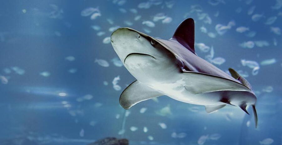 Madrid: Atlantis Aquarium Entry Ticket - Interactive Tests and Games: Speed/Weight and an Interactive Beach