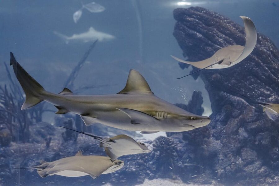 Madrid: Atlantis Aquarium Entry Ticket - How Long It Takes and When to Go (So You Don’t Feel Rushed)