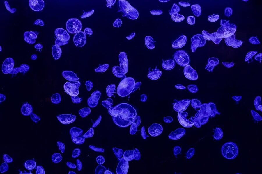 Madrid: Atlantis Aquarium Entry Ticket - Pricing and Ticket Rules: Getting the Best Value at $14