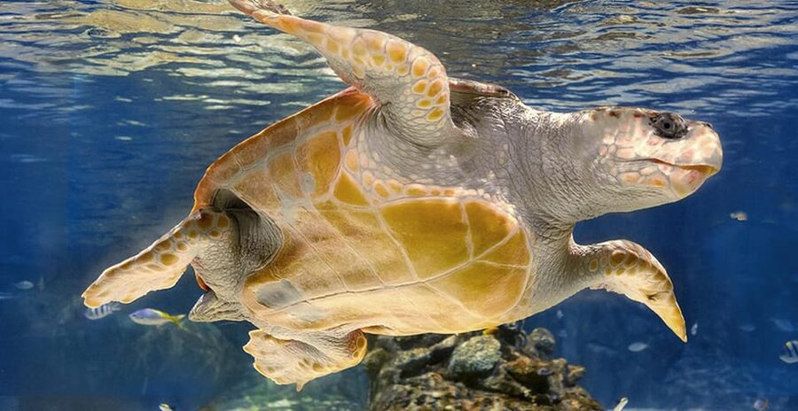 Madrid: Atlantis Aquarium Entry Ticket - What to Bring (and the Food Rules That Matter)