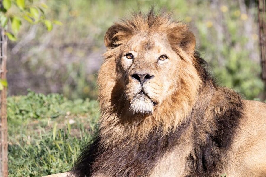 Madrid: Zoo Aquarium Madrid Ticket - Plan a Full Day: How to Pace This 20-Hectare Park