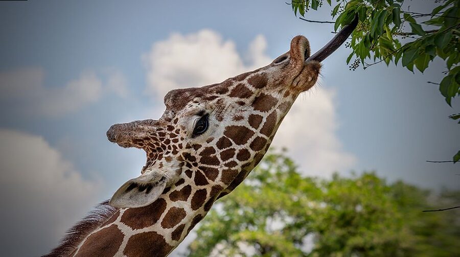 Madrid: Zoo Aquarium Madrid Ticket - IrenIA and Tierra de Gorilas: Using AI and VR Without Feeling Lost