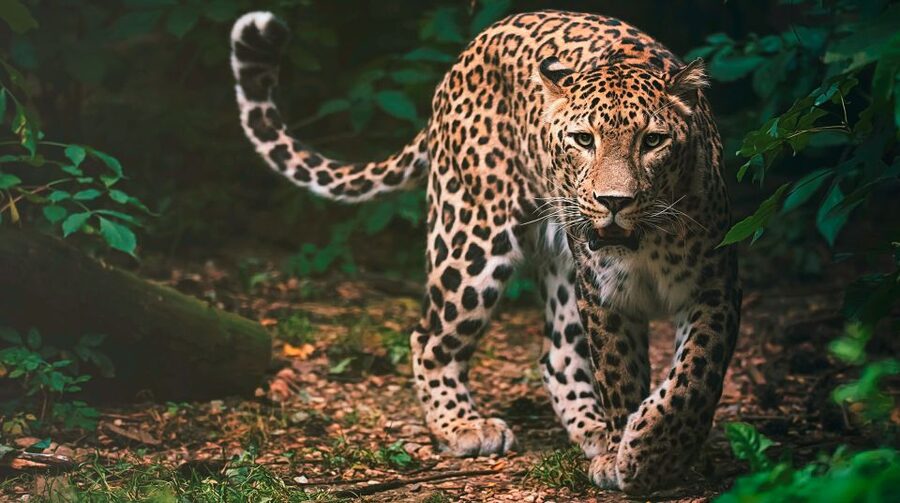 Madrid: Zoo Aquarium Madrid Ticket - Getting There Smoothly: Subway Line 5 and a 10-Minute Walk