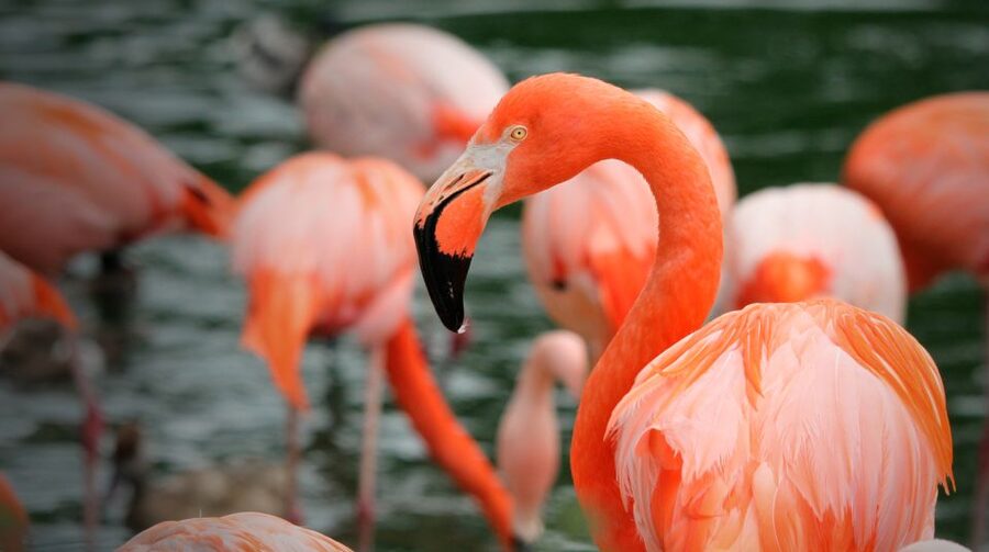 Madrid: Zoo Aquarium Madrid Ticket - Food, Comfort, and What to Bring for a Real-Day Walk