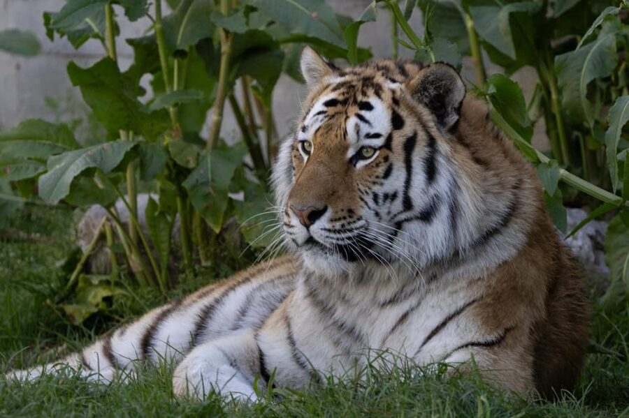 Madrid: Zoo Aquarium Madrid Ticket - Who This Ticket Fits Best (and Who Might Want Another Plan)