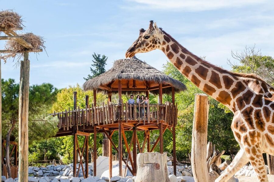 Madrid: Zoo Aquarium Madrid Ticket - The Animal Kingdom Walk: Pandas, Lynxes, Koalas, and More