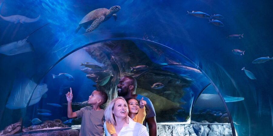 Mall of America: Sea Life Minnesota Aquarium Entry Ticket - Shark Cove Encounters: Big Sizes, Calm Behavior
