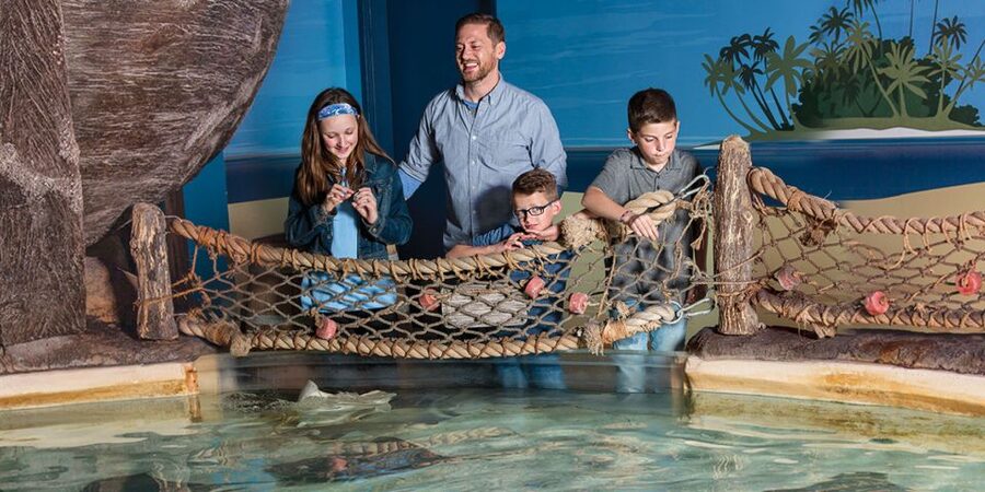 Mall of America: Sea Life Minnesota Aquarium Entry Ticket - Behind-the-Scenes Learning Above Shark Cove