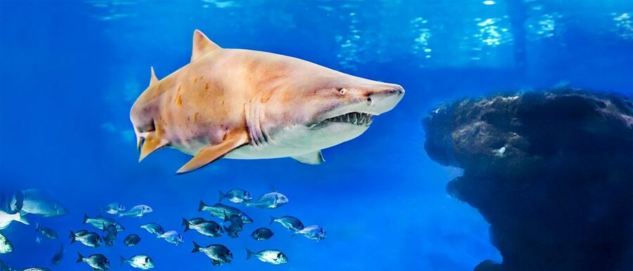 Mallorca: Palma Aquarium Entry Ticket w/ Optional 3D Cinema - What Your Entry Ticket Actually Covers (And How It Helps)