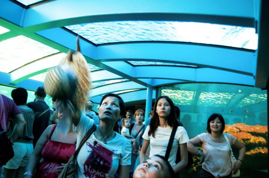 Mallorca: Palma Aquarium Entry Ticket w/ Optional 3D Cinema - Big Blue: The Deep Shark Tank Moment That Changes the Pace of the Day