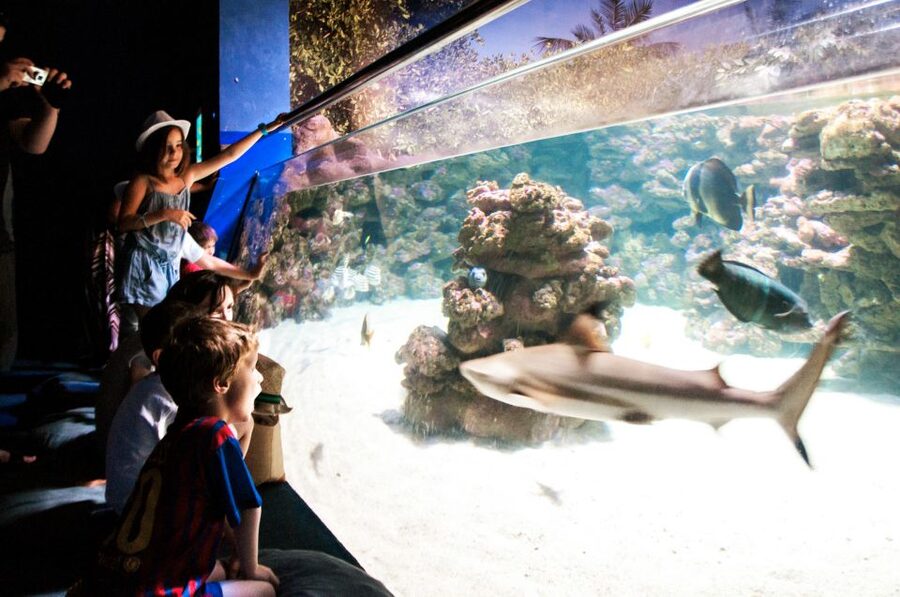 Mallorca: Palma Aquarium Entry Ticket w/ Optional 3D Cinema - Daily Feedings: Sharks, Rays, Turtles, and Piranhas