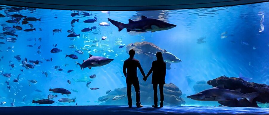 Mallorca: Palma Aquarium Entry Ticket w/ Optional 3D Cinema - Aquadome 3D Cinema: A Whale Experience That Doesn’t Require More Walking