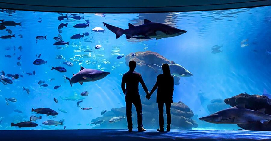 Mallorca: Palma Aquarium Entry Ticket w/ Optional 3D Cinema - The walk you’ll actually do: 1 km+ of themed habitats
