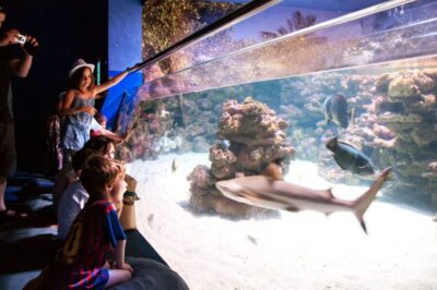 Mallorca: Palma Aquarium Tickets with Transfer - Timing and pacing: 8 hours that won’t feel too tight