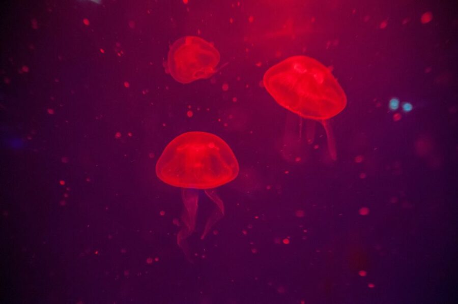 Mallorca: Palma Aquarium with Transfers, Guide & Fast Entry - 700+ marine species plus the corals and play energy