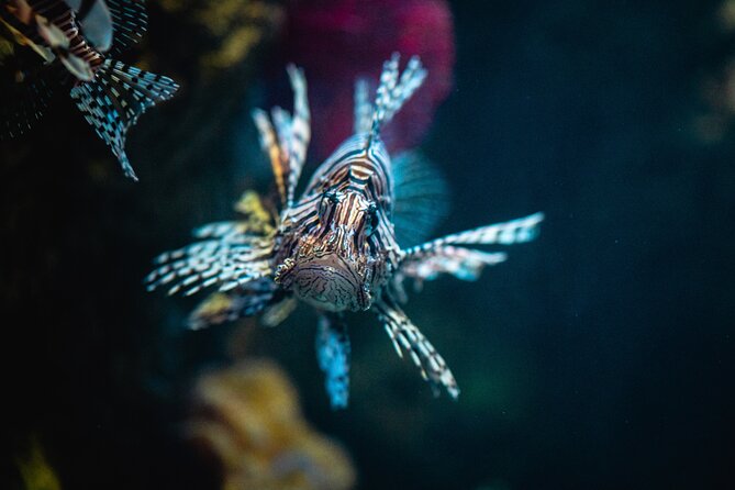 Malta National Aquarium Entrance Ticket - Beyond fish: reptiles, insects, amphibians, and a calmer kind of fun