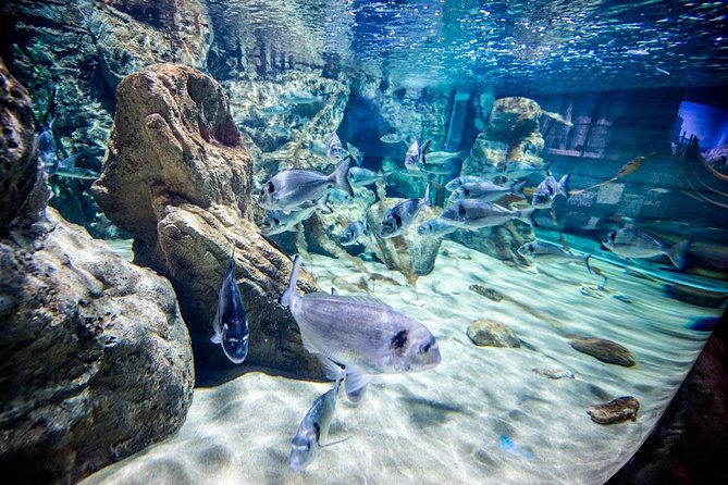 Malta National Aquarium Entrance Ticket - Price and what $20.30 really buys you