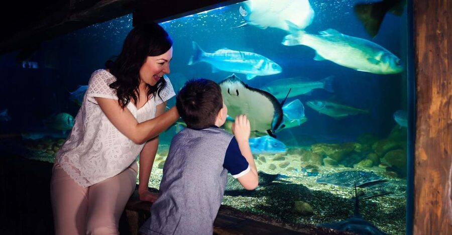 Manchester: SEA LIFE Entrance Ticket - Key highlights